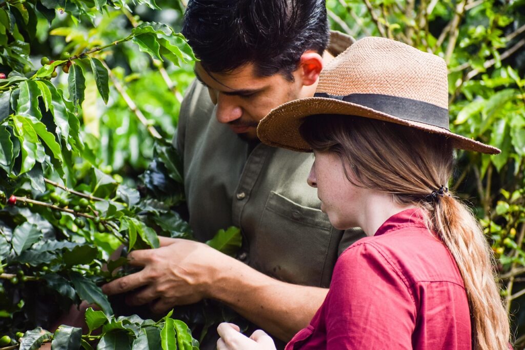 coffee, farm, plant, farmers, harvest, nature, agriculture, crop, rural
